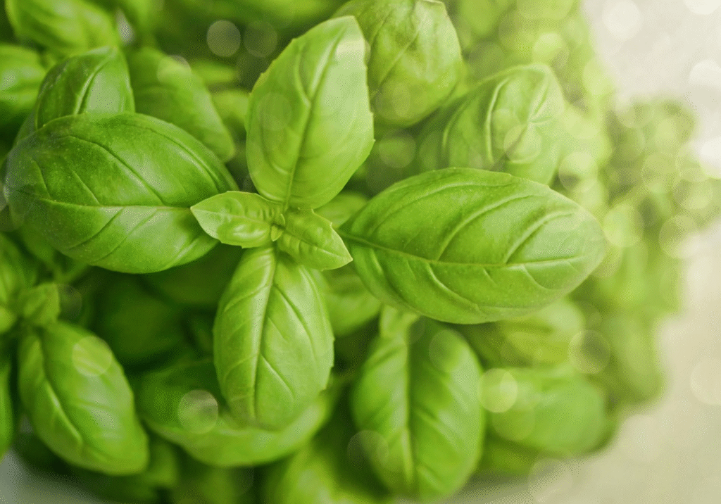 Basil